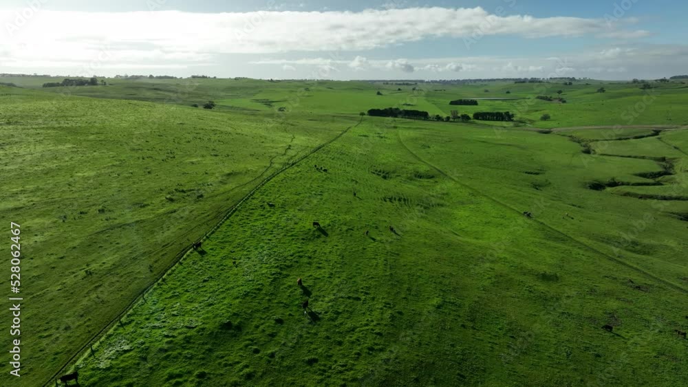 organic, regenerative, sustainable agriculture farm producing stud wagyu beef cows. cattle grazing in a paddock. cow in a field on a ranch organic, regenerative, sustainable agriculture farm producing stud wagyu beef cows. cattle grazing in a paddock. cow in a field on a ranch