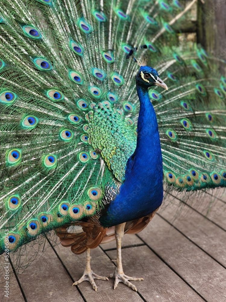 Obraz premium Azul real 