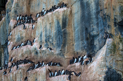Foto Thick-billed Murres colony at Alkefjellet bird cliff