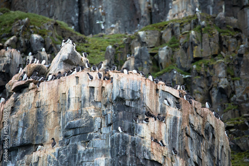 Thick-billed Murres colony at Alkefjellet bird cliff. Home to over 60,000 pairs of Brunnichs Guillemots. Hinlopen, Spitsbergen, Svalbard archipelago, Norway