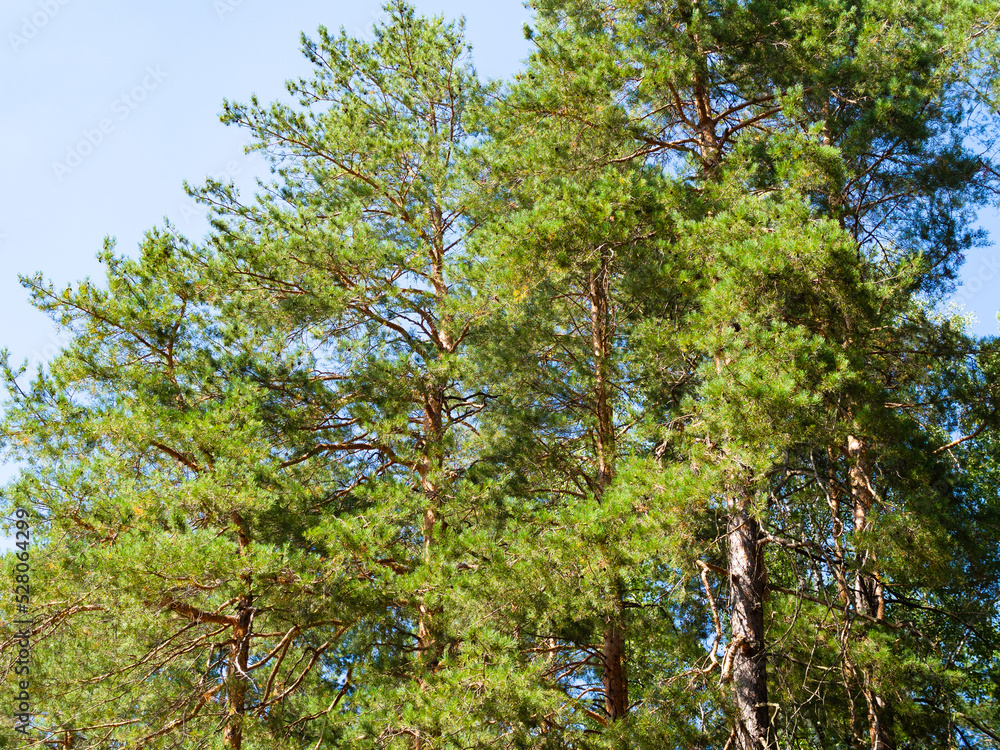 Fototapeta premium pine grove under blue sky on sunny summer day