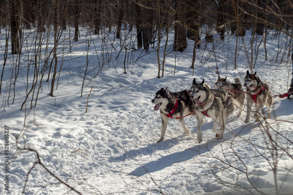 sled dogs in snow sled dogs in snow