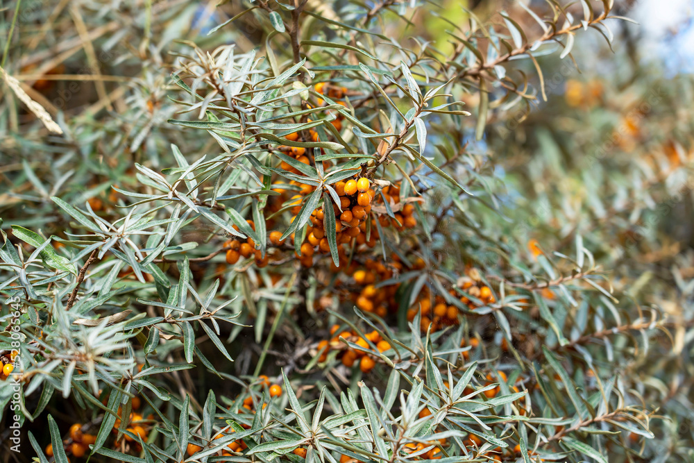 Fototapeta premium Bush of ripe wild sea buckthorn close-up. Nature of Normandy, France.