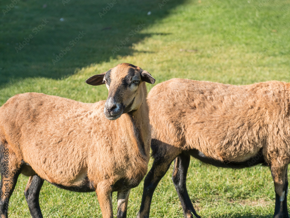 Portrait of Cameroon sheep, Cameroon Dwarf sheep on green grass pasture, looking into the lens, selective focus.