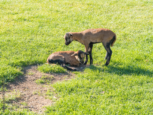 Photography Two cute lambs of Cameroon sheep, Cameroon Dwarf sheep plays on green grass pasture, selective focus