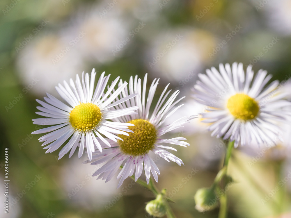 Fototapeta premium Close up of a white color Erigeron annuus, annual fleabane, daisy fleabane flower against a bright nature defocused background, selective focus, copy space