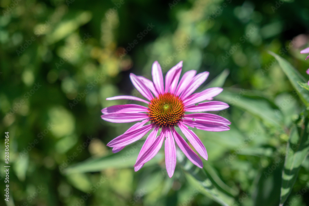 flower in the garden flower in the garden