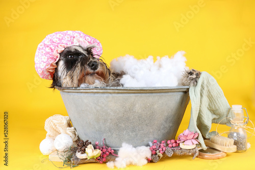 grooming funny with miniature schnauzer sitting in a bathtub with towel and bath duck