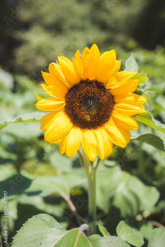 sunflower in the garden