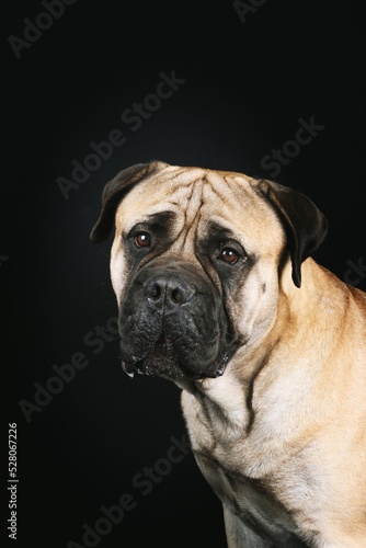 portrait of bullmastiff dog in studio  © eds30129