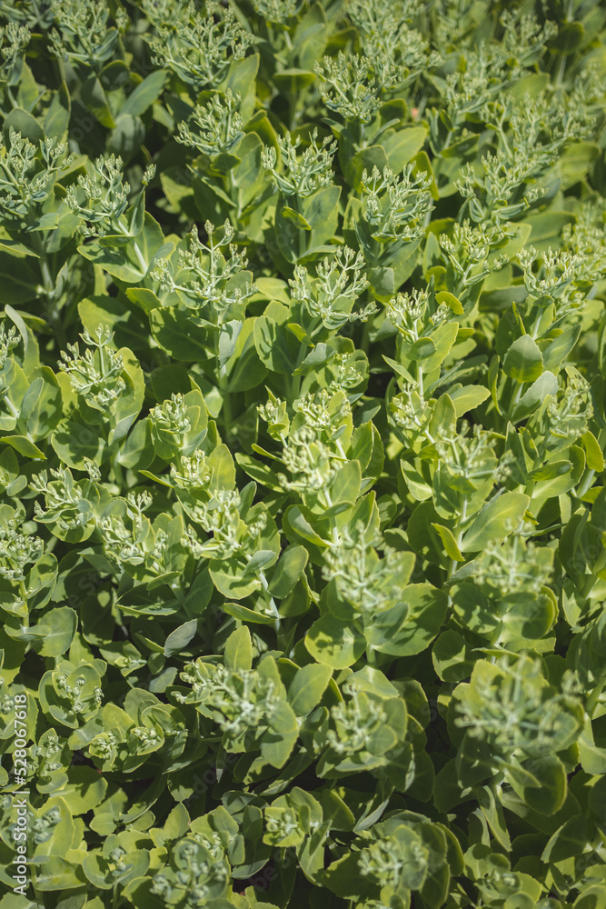 green leaves background green leaves background