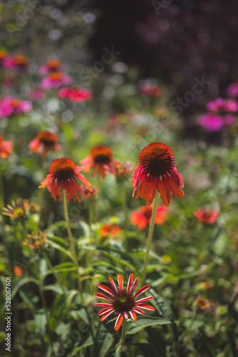 red and pink flowers