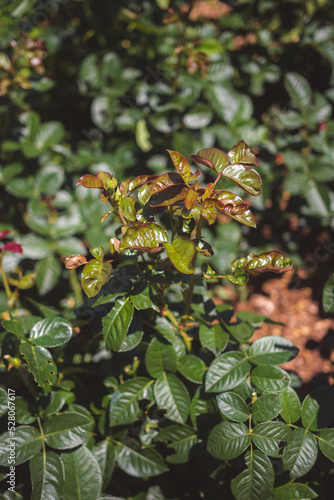 plants in the garden