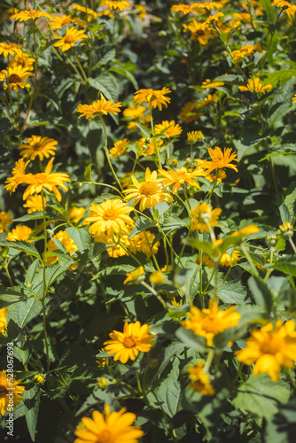 yellow flowers in the garden