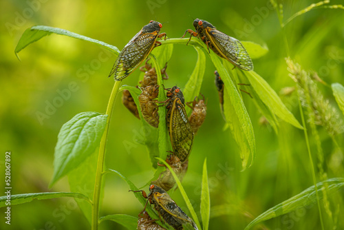 Brood X Cicadas emerge after 17 years underground 
