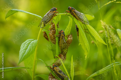 Vászonkép Brood X Cicadas emerge after 17 years underground