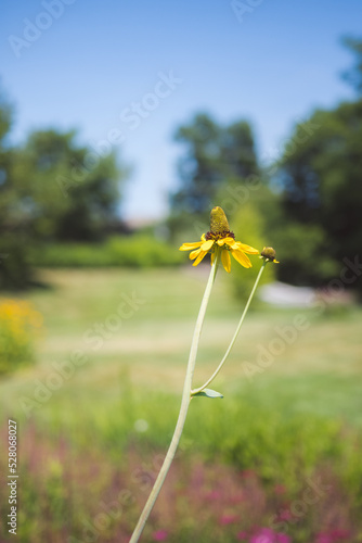 yellow flower in the wind