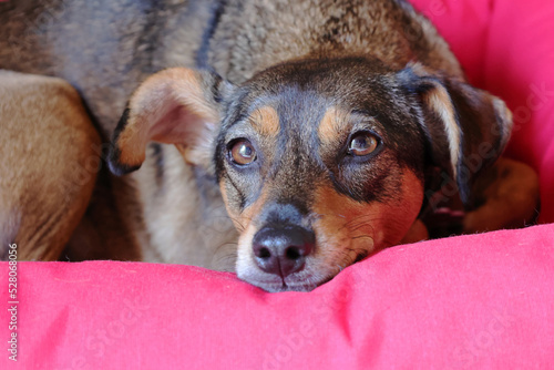 cane tenero, cute dog 