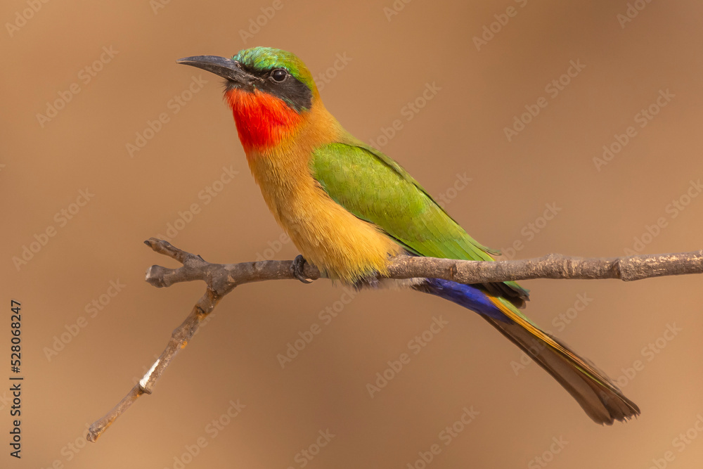 Obraz premium Colorful red-throated bee-eater - Merops bulocki - perched with dark yellow background. Picture from Janjabureh in the Gambia.