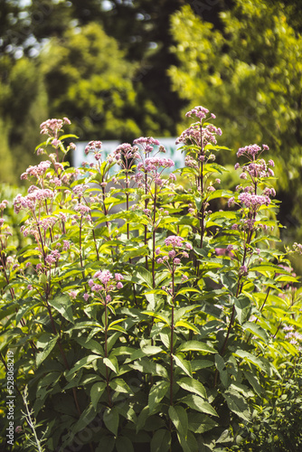 spring in the garden