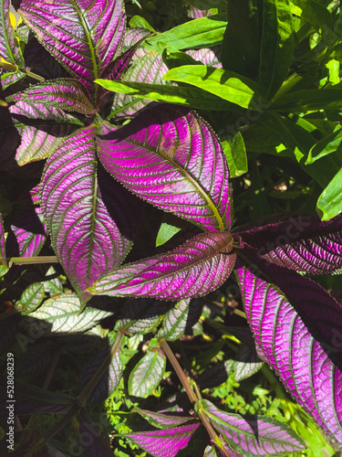 purple and green leaves
