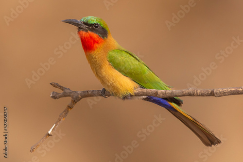 Colorful red-throated bee-eater - Merops bulocki - perched with dark yellow background. Picture from Janjabureh in the Gambia.