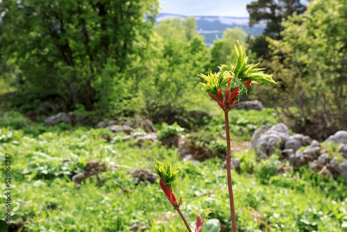 Acer platanoides blooming at Lago-Naki Plateau