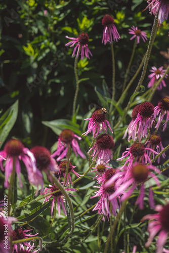 bee on flower
