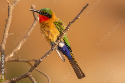 Colorful red-throated bee-eater - Merops bulocki - perched with dark yellow background. Picture from Janjabureh in the Gambia. photo