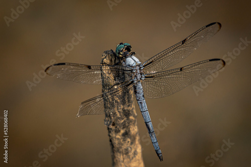 Darner Dragonfly on a plant stem