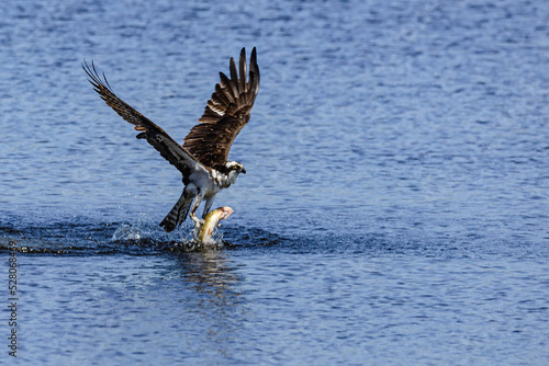Osprey catching lunch