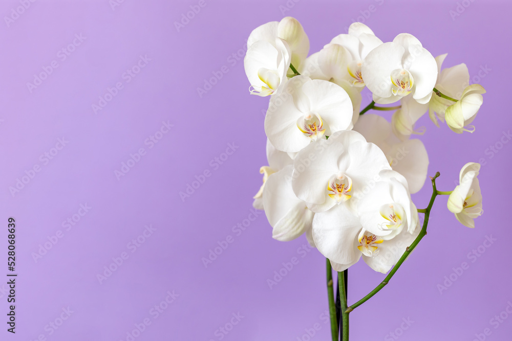 Blossoming white phalaenopsis orchid on pastel purple background with copy space for the text on the left side of the frame Blossoming white phalaenopsis orchid on pastel purple background with copy space for the text on the left side of the frame