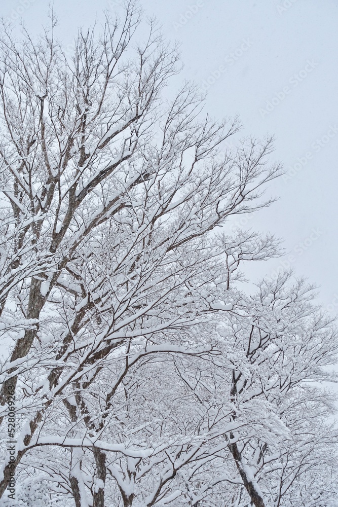 雪が積もった木の枝　雪の背景