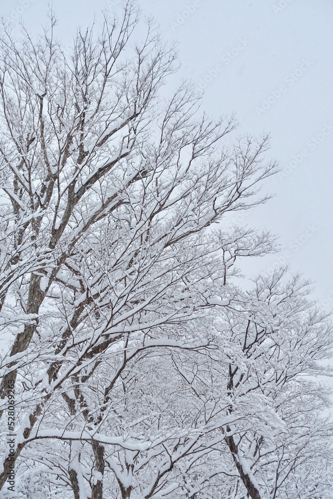 雪が積もった木の枝 雪の背景 雪が積もった木の枝 雪の背景