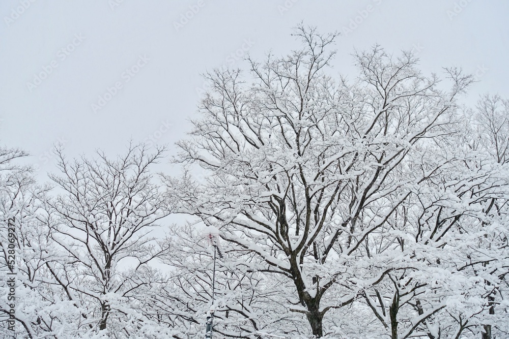 custom made wallpaper toronto digital雪が積もった木 雪の背景素材