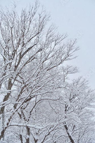 雪が積もった木の枝 雪の背景
