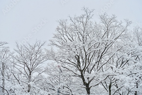 Wallpaper Mural 雪が積もった木　雪の背景素材 Torontodigital.ca