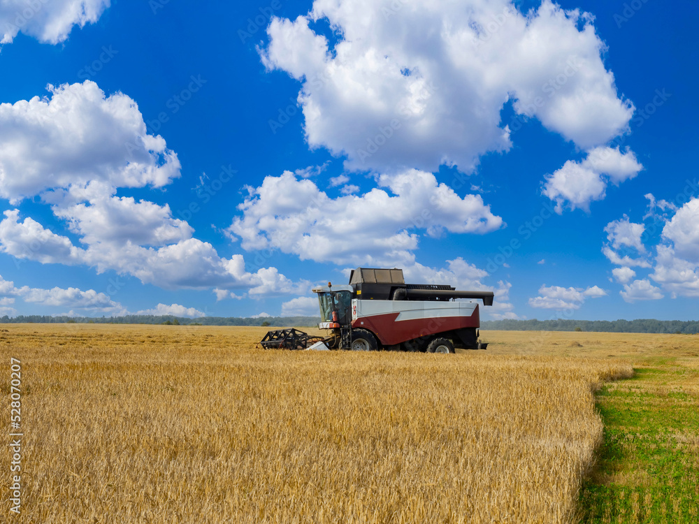 Fototapeta premium Combine harvester. Harvesting grain from field. Agricultural work in summer weather. Combine harvester mows wheat. Specialized agricultural machinery. Combine harvester sale concept