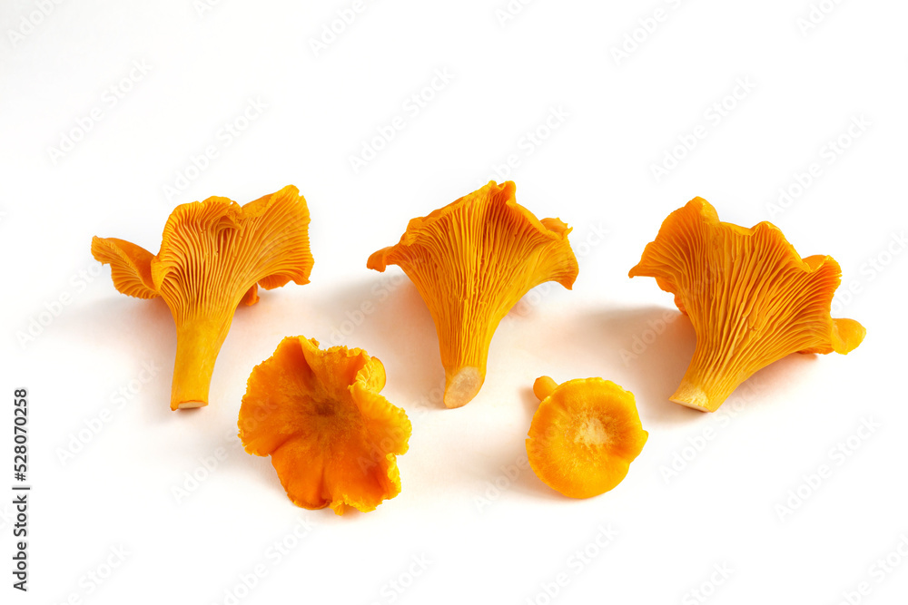 Raw fresh chanterelle mushrooms highlighted on a white background. Raw fresh chanterelle mushrooms highlighted on a white background.