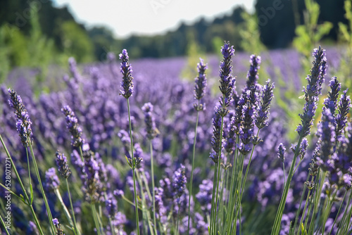 lavender field region