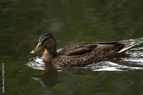 duck on the water © Сергей Пахмутов