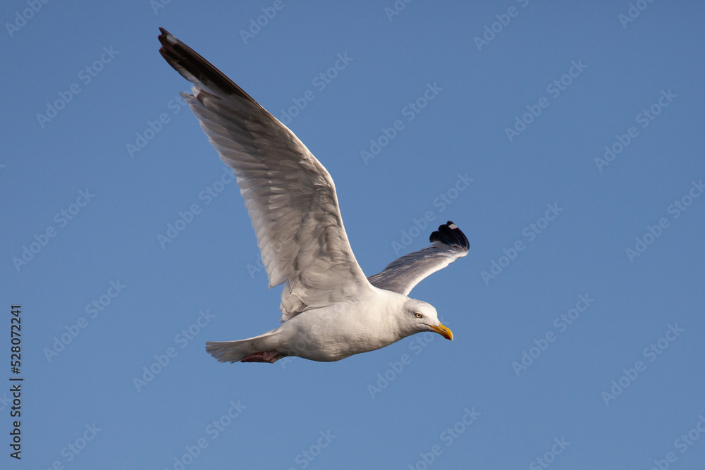 Obraz premium Möwe im Flug