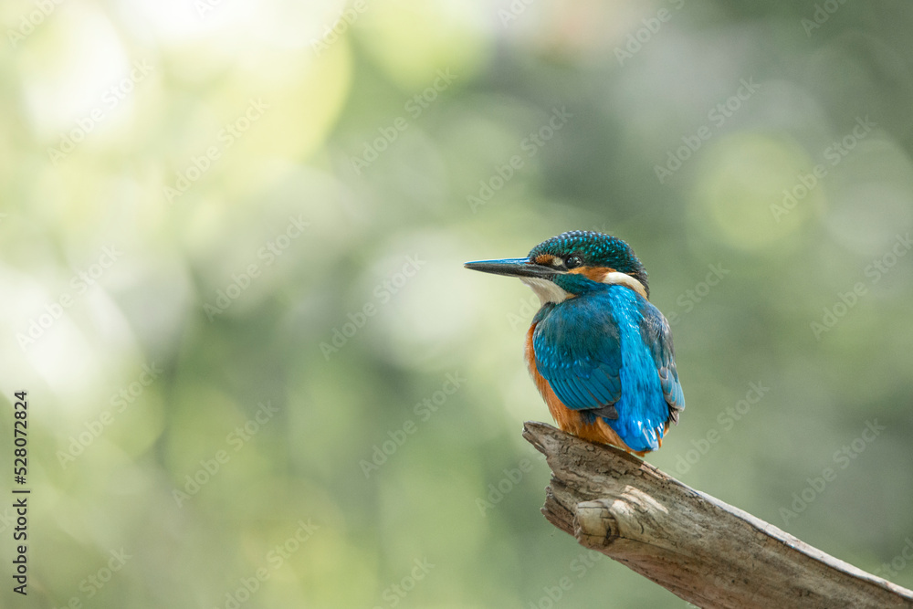 Fototapeta premium Kingfischer