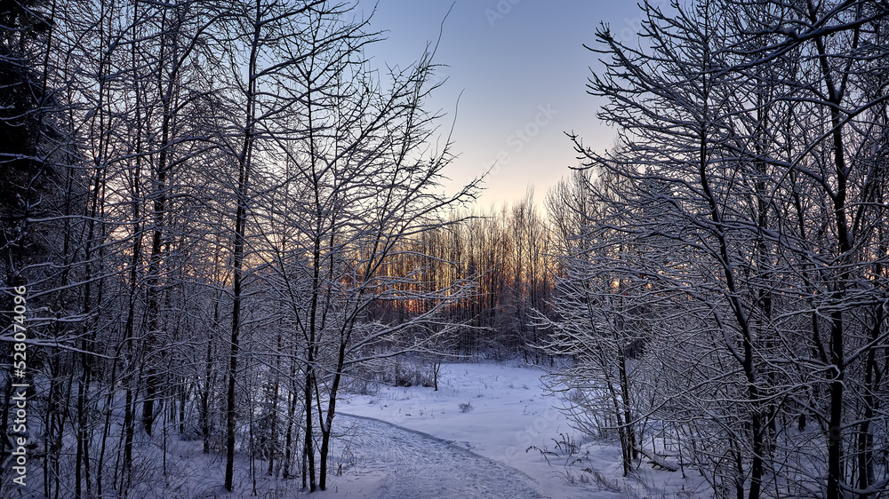 Sunrise in the wood between the trees strains in winter period. Winter forest on the morning. Sunrise in the wood between the trees strains in winter period. Winter forest on the morning.