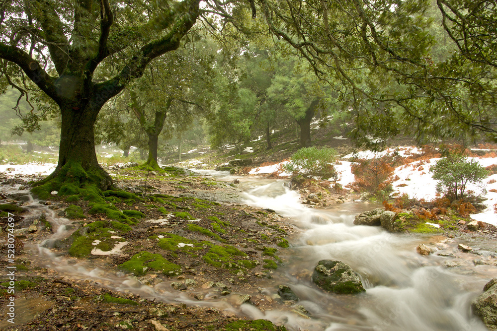Obraz premium Torrente de Binifaldó.Binifaldó.Escorca.Sierra de Tramuntana.Mallorca.Baleares.España.