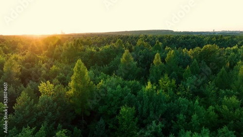 Drone flight over a large forest against the setting sun. The concept of forests, lots of trees and greenery. Aerial view to forest and trees.