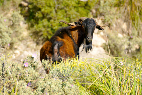 Boc Balear, cabra salvaje mallorquina.La Trapa.Andratx.Sierra de Tramuntana.Baleares.España. photo