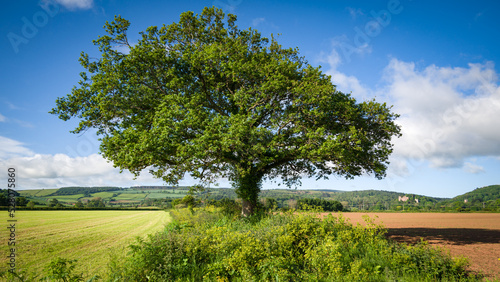  Oak tree in the middle of fields at Dunster, West Somerset on a summer's day