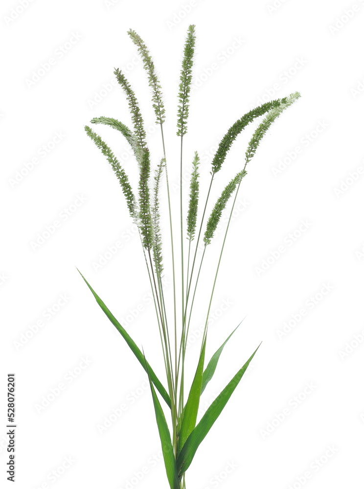 Fresh green grass with seeds isolated on white Fresh green grass with seeds isolated on white