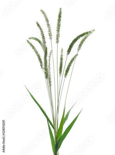  Fresh green grass with seeds isolated on white 